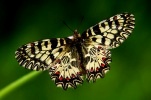 Где в Киеве найти самых красивых бабочек фото