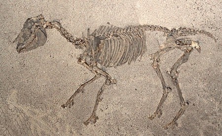 В Крыму нашли лошадь, пролежавшую в земле 7 миллионов лет фото 2