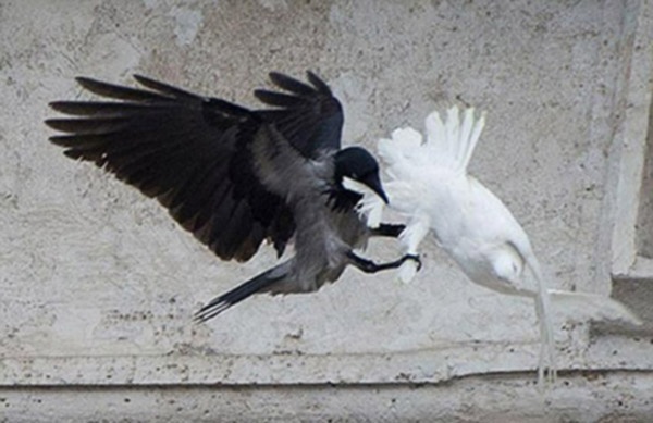 Символ мира: в Лавру перед молебном Онуфрия залетел белый голубь фото 2