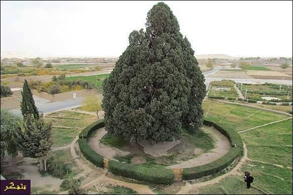 ТОП-10 самых старых деревьев на Земле фото 3
