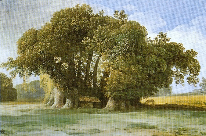 ТОП-10 самых старых деревьев на Земле фото 4
