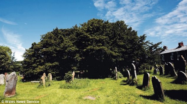 ТОП-10 самых старых деревьев на Земле фото 5