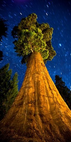 ТОП-10 самых старых деревьев на Земле фото 7