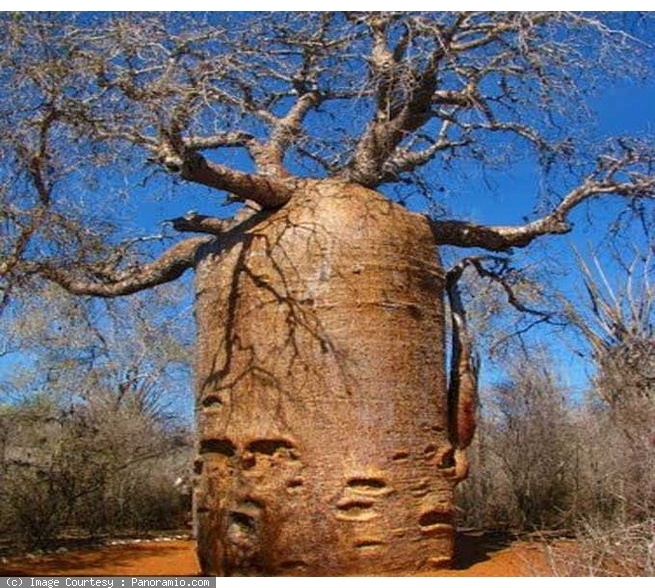 ТОП-10 самых старых деревьев на Земле фото 9