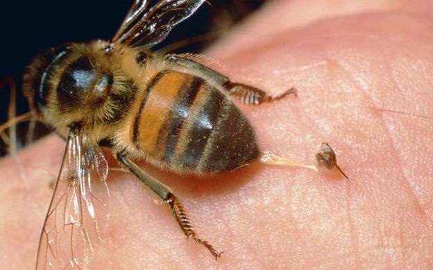 Шнобелевская премия 2015 года: где больнее всего жалит пчела и за сколько испражняются млекопитающие фото 1
