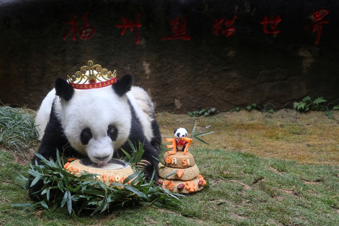 Старейшая в мире панда отпраздновала день рождения с тортом и подарками фото 1