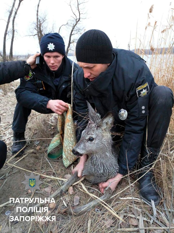 В Запорожье полицейские и волонтеры спасали косулю от бродячих собак фото 1