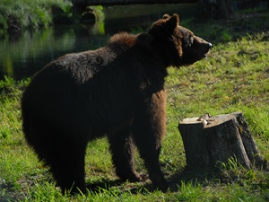Теперь Маша живет в центре реабилитации медведей. Фото: проект «Four raws».