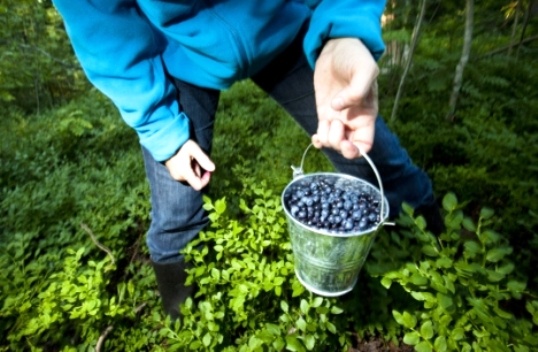Ровенчанам разрешили собирать ягоды и грибы в Беларуси