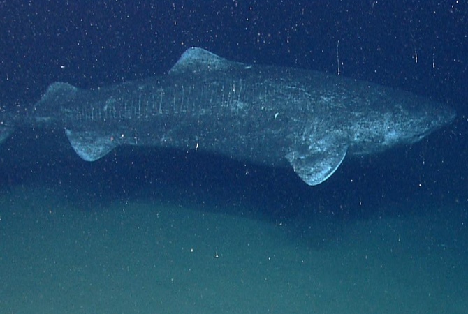 Ученые нашли акулу которая живет 400 лет Гренландская полярная акула