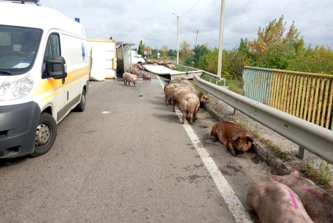 На окружной перевернулась фура со свиньями. Есть пострадавшие люди