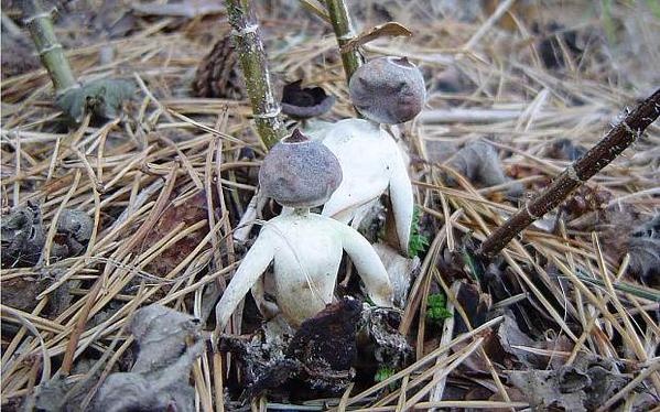 Учеными открыт новый вид грибов, которые похожи на человечков